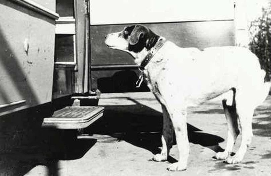 Fido, il cane più fedele della storia – L’era della Restaurazione – Le origini della Pizza Margherita