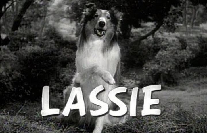 Lassie, il divo a quattro zampe