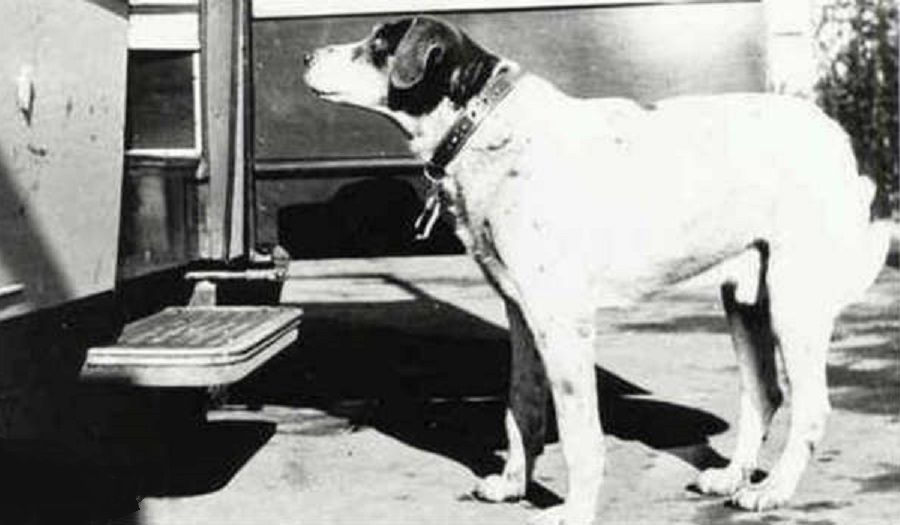 Fido, il cane più fedele della storia