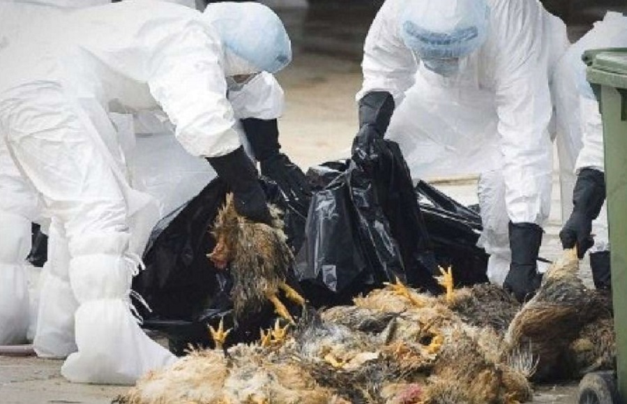 Le vittime dell’influenza aviaria – Il padre della Cina moderna – Il bombardamento di Londra