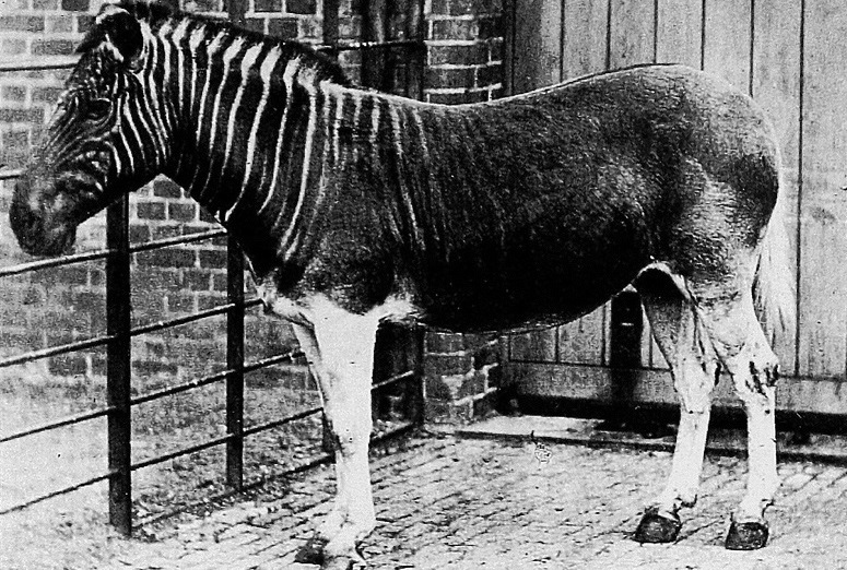 Animali estinti: il Quagga