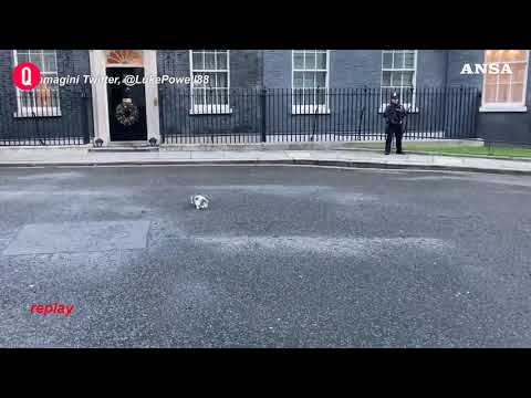 Brexit, il gatto di Downing Street ruba la scena ai negoziati catturando un piccione