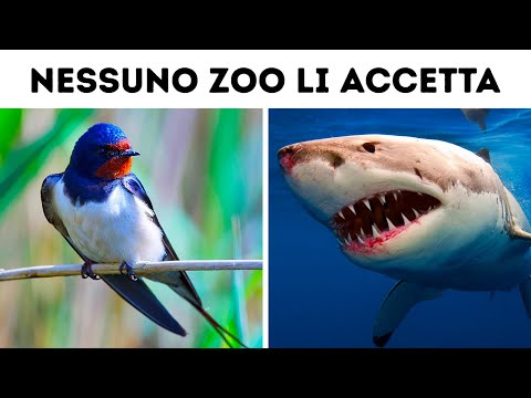 Nessuno Zoo Accetta Questi Animali: Scopri Perché