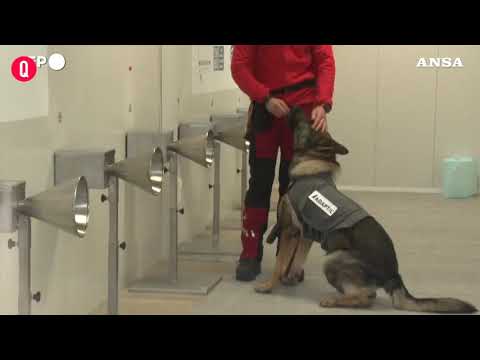 Covid, cani addestrati per rilevare il virus nel sudore