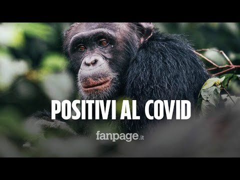 Gorilla positivi al coronavirus: infettati i primati dello zoo di San Diego