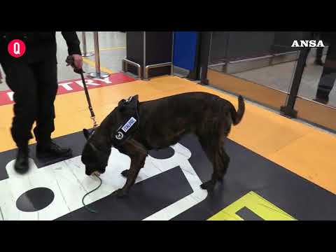 Cani anti-Covid, prima ‘dimostrazione’ all’aeroporto di Fiumicino