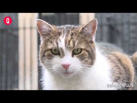 Dieci anni a Downing Street per Larry, Prime Cat