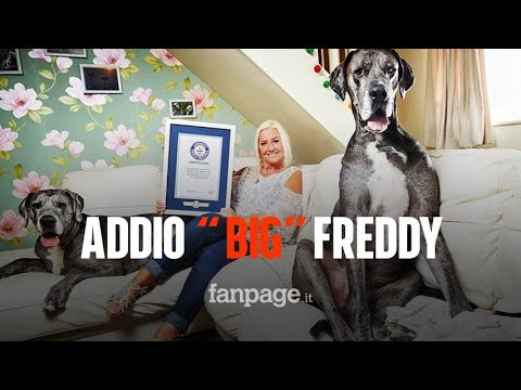 Morto Freddy, il cane più alto del mondo: “Era la mia vita, la mia ragione, la mia gioia”