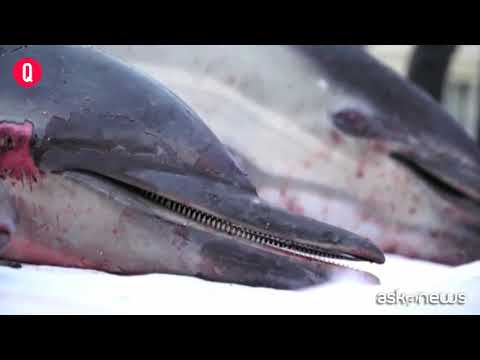 La protesta di Sea Shepherd: 4 delfini morti in centro a Parigi