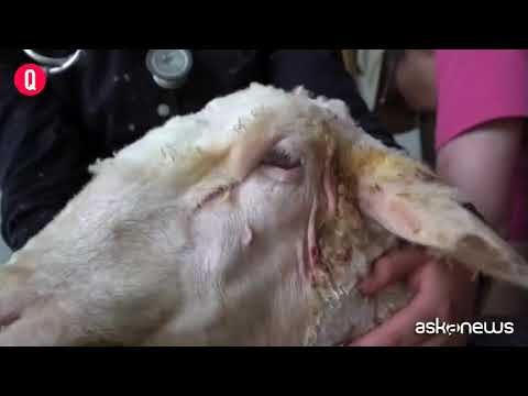 Pecora record in Australia: trovata con 35 chili di vello