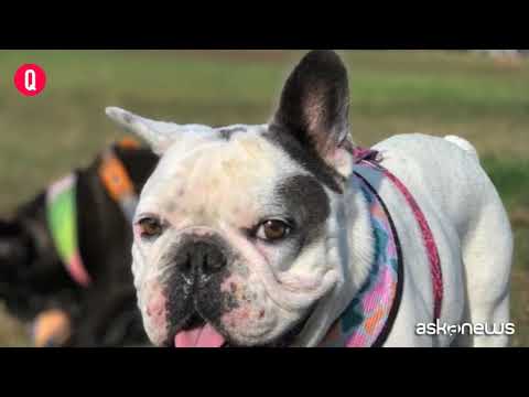 Ritrovati sani e salvi i due bulldog di Lady Gaga rapiti