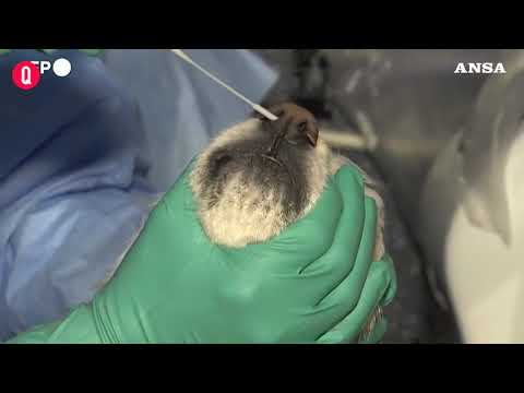 Corea, arrivano i tamponi per rilevare Covid-19 sui cani