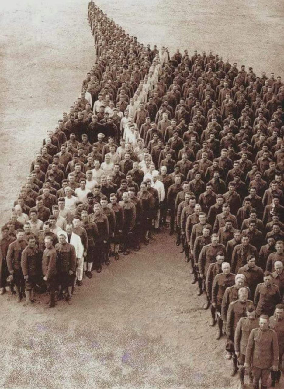Commemorazione dei cavalli caduti in guerra