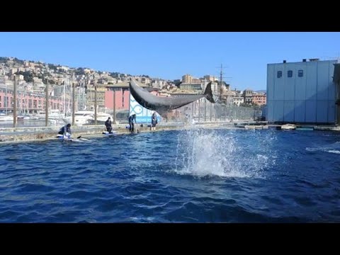 Zona gialla, Liguria: riapre l’acquario di Genova dopo quattro mesi di chiusura