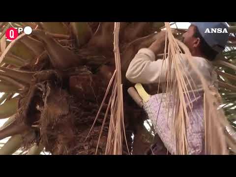 Gli agricoltori marocchini non potranno piu’ coltivare le palme da dattero