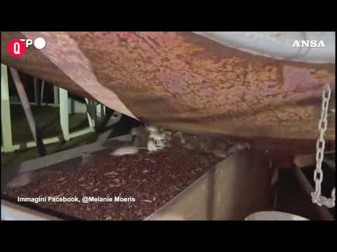 Invasione di topi in una fattoria in Australia, migliaia di ratti si infilano ovunque