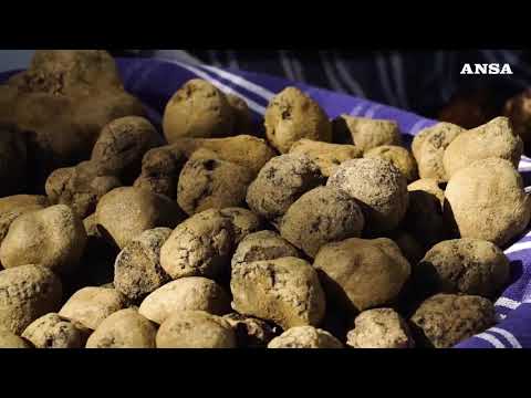 Attesa per candidatura Unesco ‘Cerca e cavatura del tartufo in Italia’