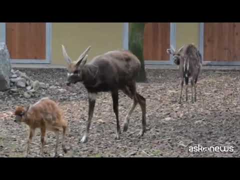 Fiocco azzurro al parco Le Cornelle, nato un piccolo di antilope