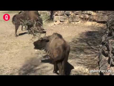 Anche i bisonti europei giocano a palla, nel Parco Natura Viva