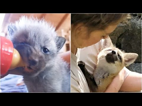 Rimasta senza madre, questa piccola volpe stava per morire: ma due sorelle le hanno salvato la vita