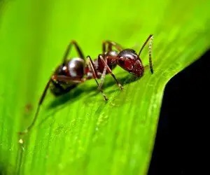 Le formiche possono creare un ponte vivente