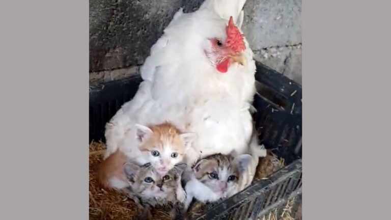 ⁣La gallina che cova… tre teneri gattini