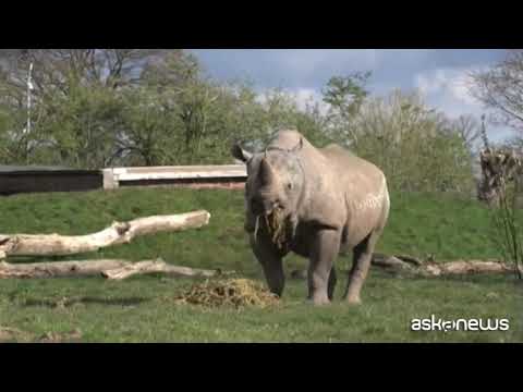 In Inghilterra riapre lo zoo: si presentano in più di 5mila