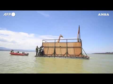 Kenya, salvata l’ultima giraffa di Rothschild dall’isola di Longicharo sul lago Baringo