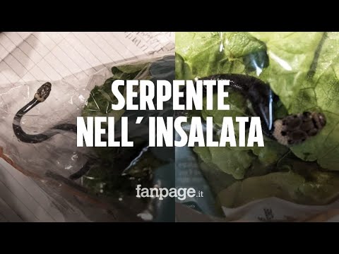 Comprano una busta di insalata al supermercato, all’interno era nascosto un serpente velenoso