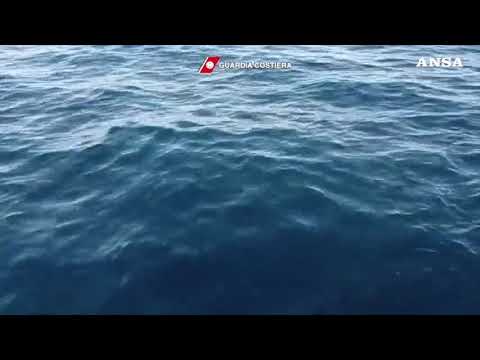 Balena grigia avvistata a Ponza: un evento eccezionale