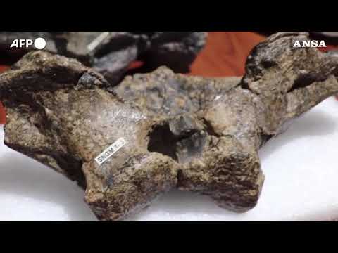 Cile, svelato l'”Arackar licanantay”: lo scheletro del dinosauro del deserto