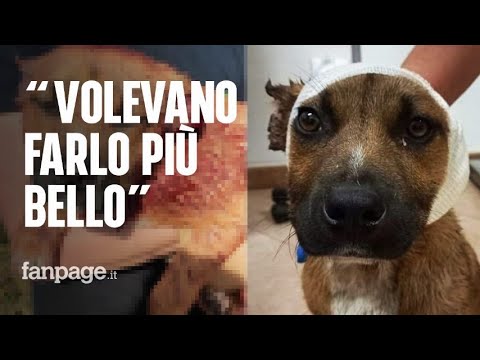 Bimbi di 10 anni mozzano le orecchie a un cucciolo randagio, i familiari: “Volevano farlo più bello”