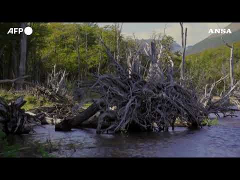 Patagonia, i castori canadesi stanno devastando la foresta di faggi