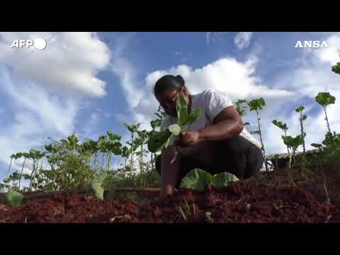 Brasile, gli orti urbani offrono un’ancora di salvezza durante la pandemia