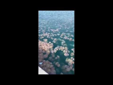 Grandi come funghi ma sono meduse, invasione a Trieste