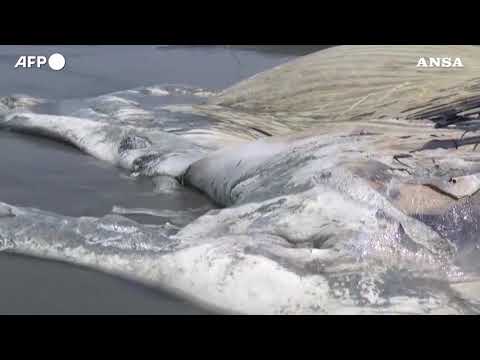 Bangladesh, la carcassa di una balena si arena sulla spiaggia