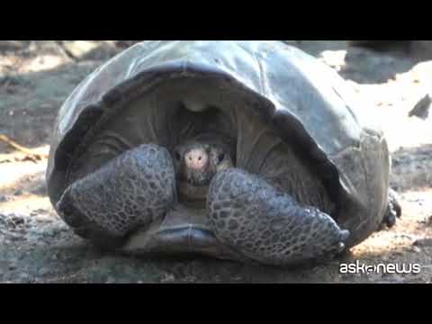 Galapagos, ritrovata tartaruga di una specie creduta estinta