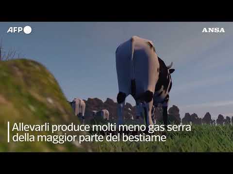 L’Ue da’ l’ok al primo insetto come alimento: e’ la tarma della farina