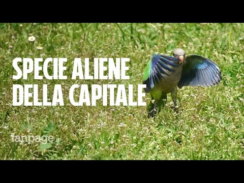 La storia del parrocchetto, il pappagallo che ha invaso Roma