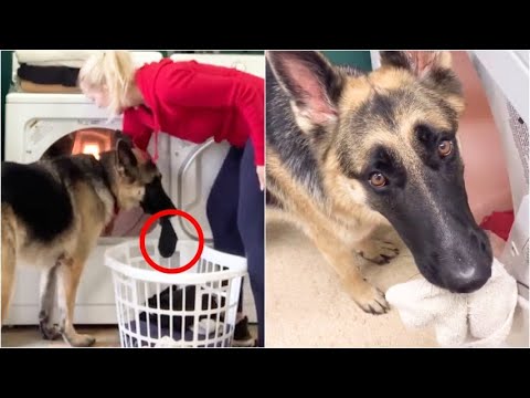 Anya, il pastore tedesco che imita la proprietaria e la “aiuta” nelle faccende domestiche