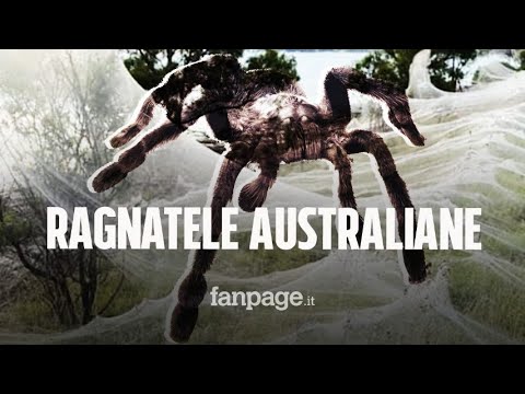 L’Australia è stata ricoperta di ragnatele da migliaia di ragni: la spiegazione degli esperti