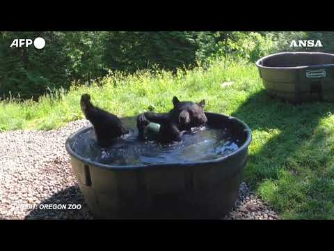 Usa, l’orso Takoda si rinfresca in piscina e gioca con la palla