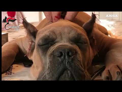 Maltrattamenti di cani e traffico internazionale di cuccioli: 40 denunciati