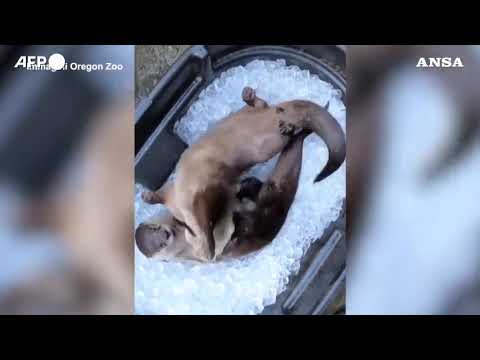 Caldo torrido negli Usa, le lontre giocano nel ghiaccio