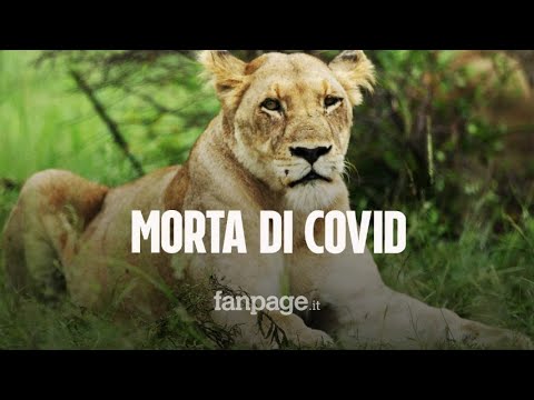 Una leonessa di 9 anni è morta di Covid in uno zoo indiano: con Neela positivi altri 8 leoni