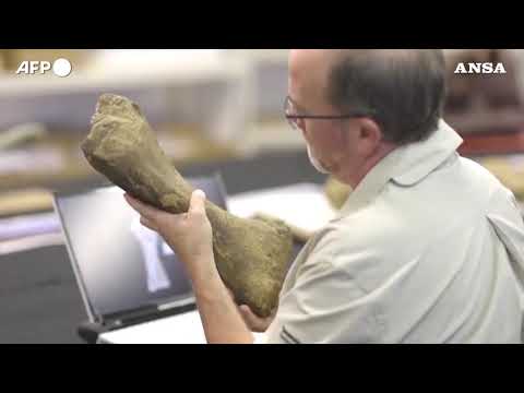 Australia, identificata una nuova specie di dinosauro: il piu’ grande mai esistito