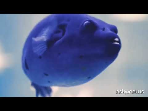 Da Luca Bizzarri ad Arisa: i pesci con le voci vip per gli Oceani