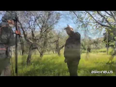 Ager oliva, la startup che si prende cura degli ulivi