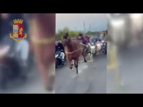 Corsa clandestina di cavalli: gli scooter incitano coi clacson gli animali