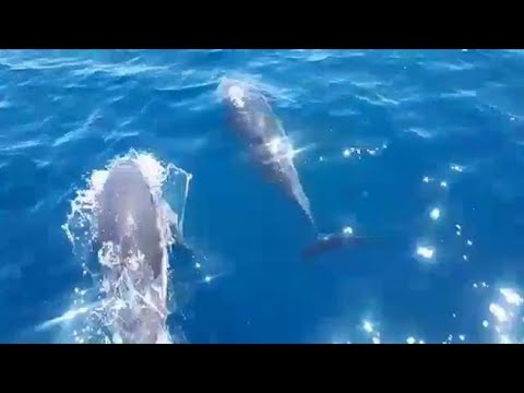 Un branco di delfini saluta i bagnanti a largo di Taranto